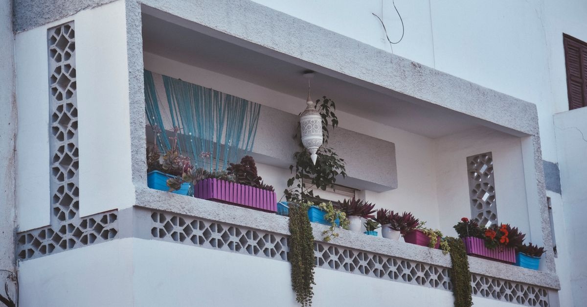 Bir Sezonda Şelale Etkisi: Balkon Kutusunu Dönüştüren Tek Yıllık Sarmaşıklar