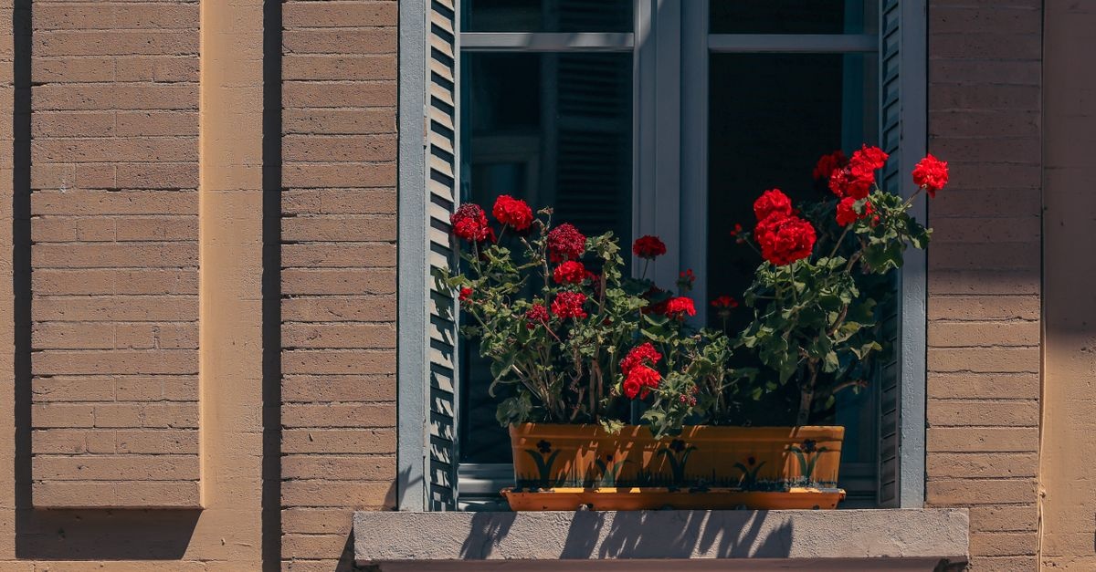 Baharı Evinizde Saklayın: Sardunyaları Apartmanda Sağlıklı Kışlatmanın Püf Noktaları